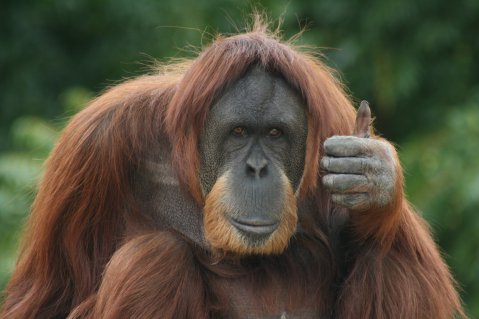 One of the orangutans studied by Professor Byrne and Erica Cartmill 